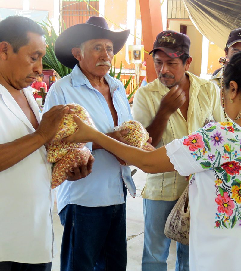 Milpa_2_H